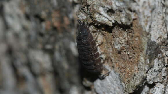 Image of <i>Porcellio <i>scaber</i></i> scaber