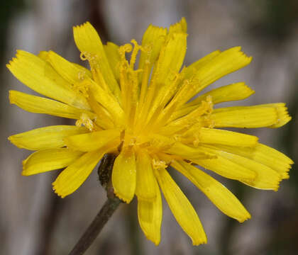 Image of Hall's hawksbeard