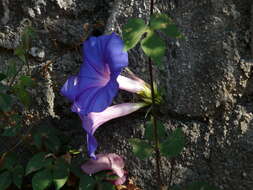 Sivun Ipomoea indica (J. Burman) Merr. kuva