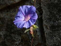 Sivun Ipomoea indica (J. Burman) Merr. kuva