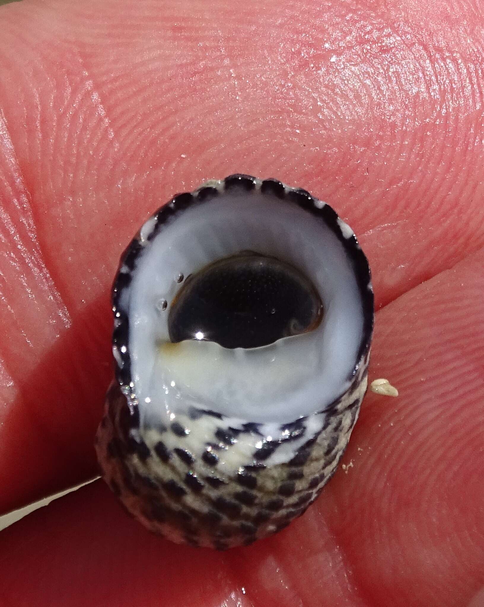 Image of checkered nerite