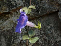 Sivun Ipomoea indica (J. Burman) Merr. kuva