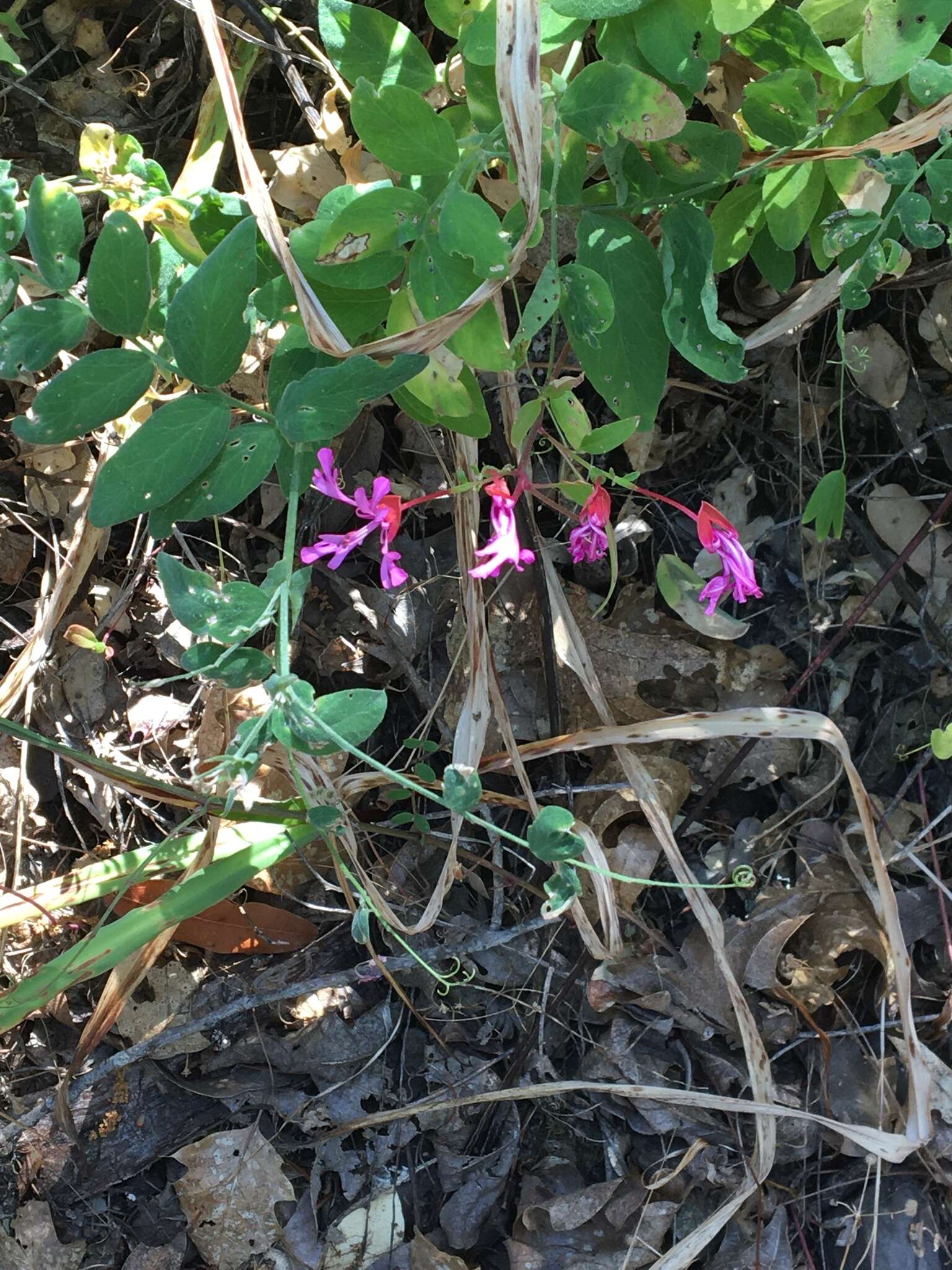 Plancia ëd Clarkia concinna subsp. concinna