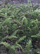 Image of plagiomnium moss