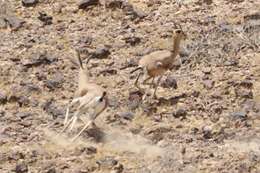 Image of Dorcas Gazelle