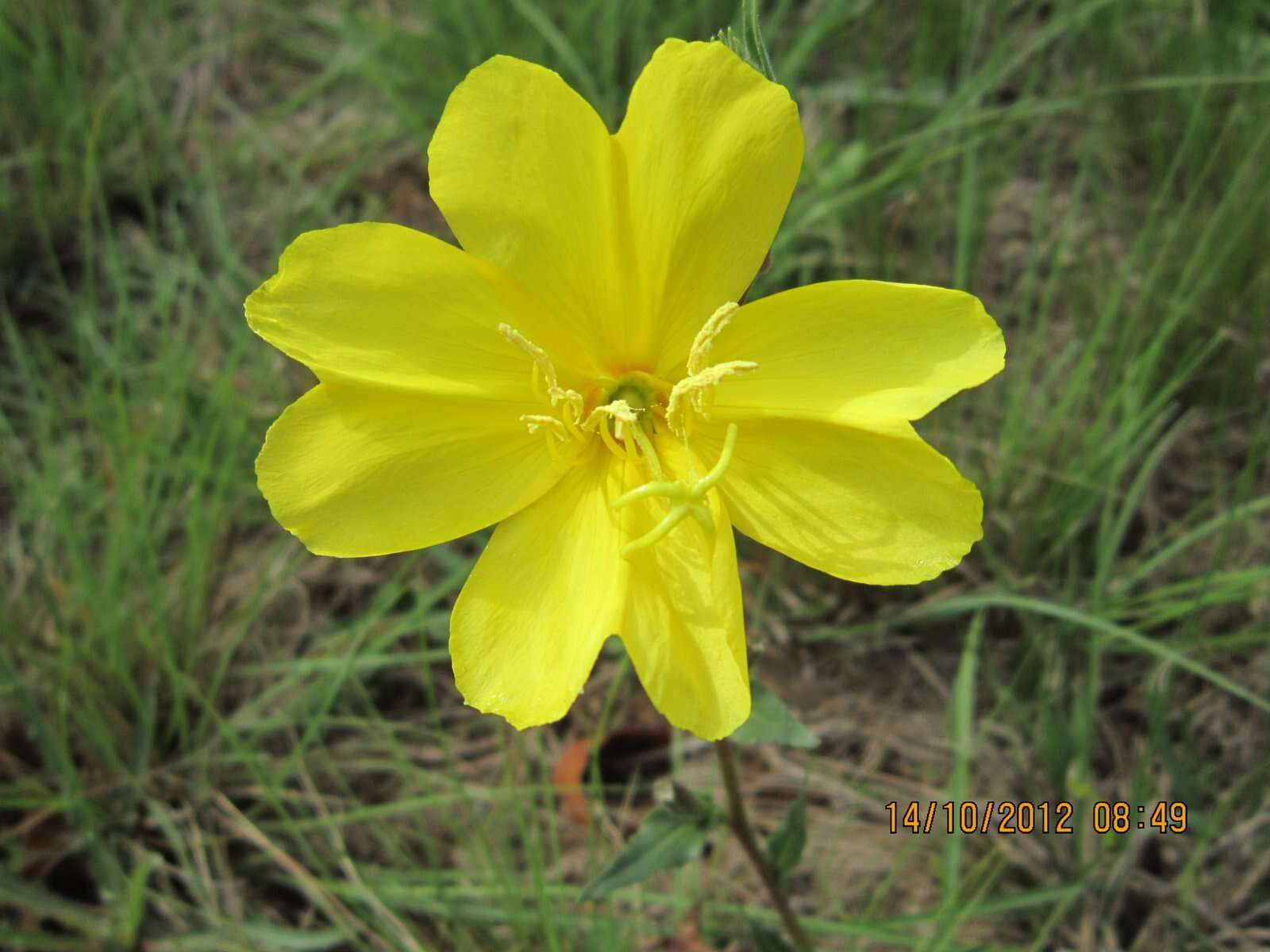 Image of Oenothera stricta subsp. stricta