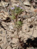 Image of Honey-Scented Pincushion-Plant