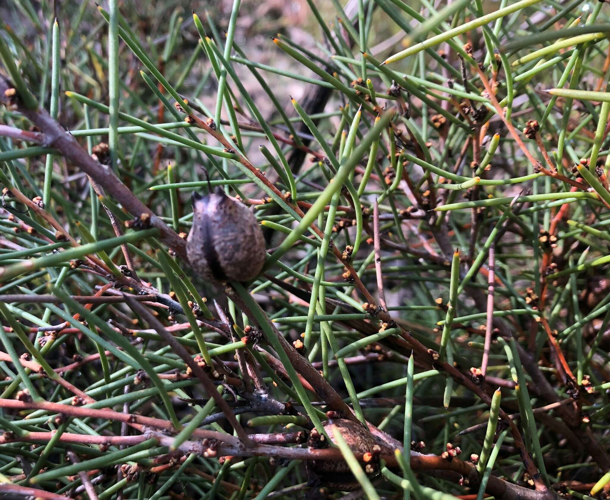 Image of Hakea vittata R. Br.