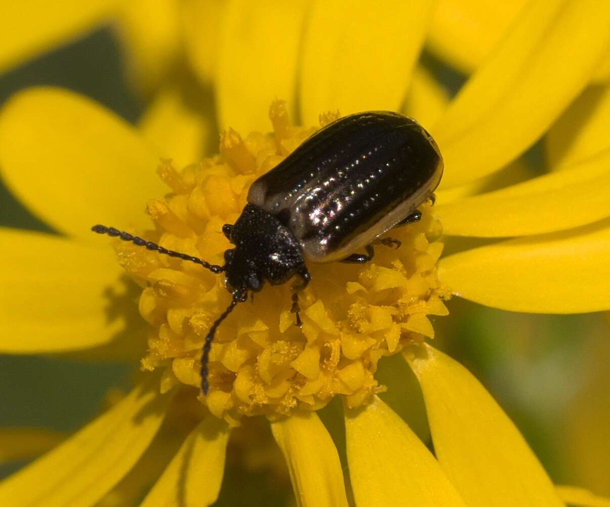 Image of Yellow-margined Leaf Beetle