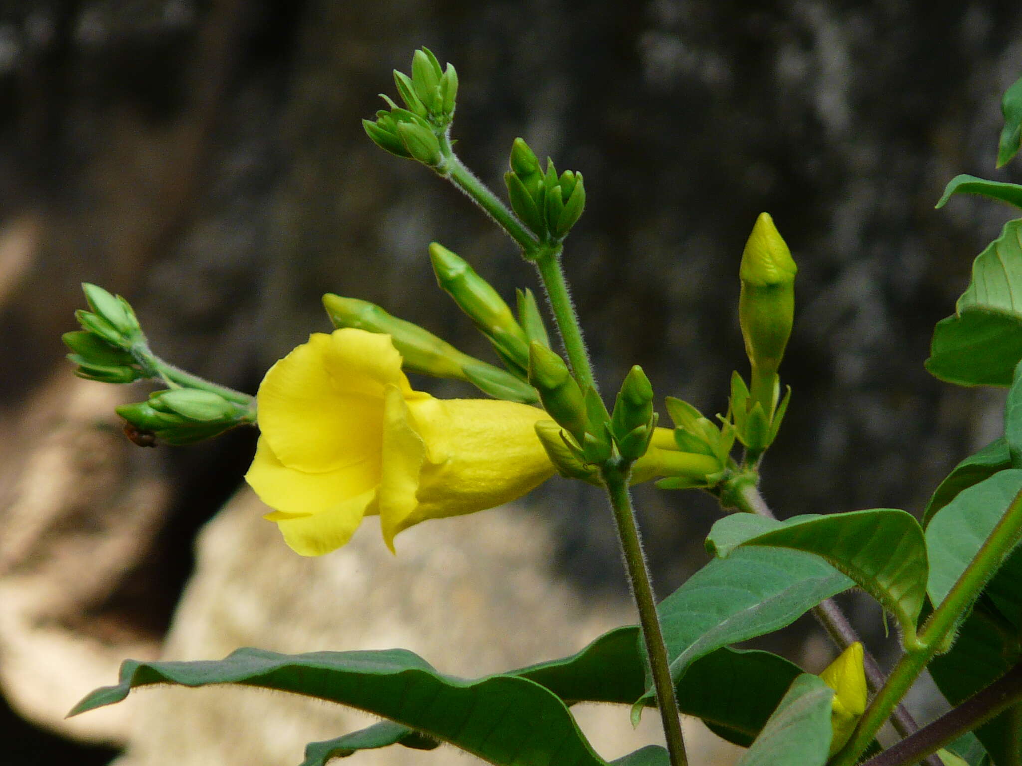 Image of bush allamanda