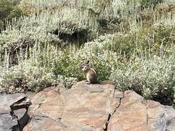 Image of Long-eared Chipmunk