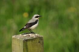 Image of Oenanthe oenanthe oenanthe (Linnaeus 1758)