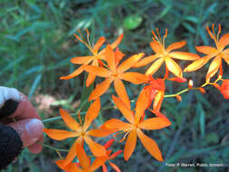 صورة Crocosmia aurea subsp. aurea