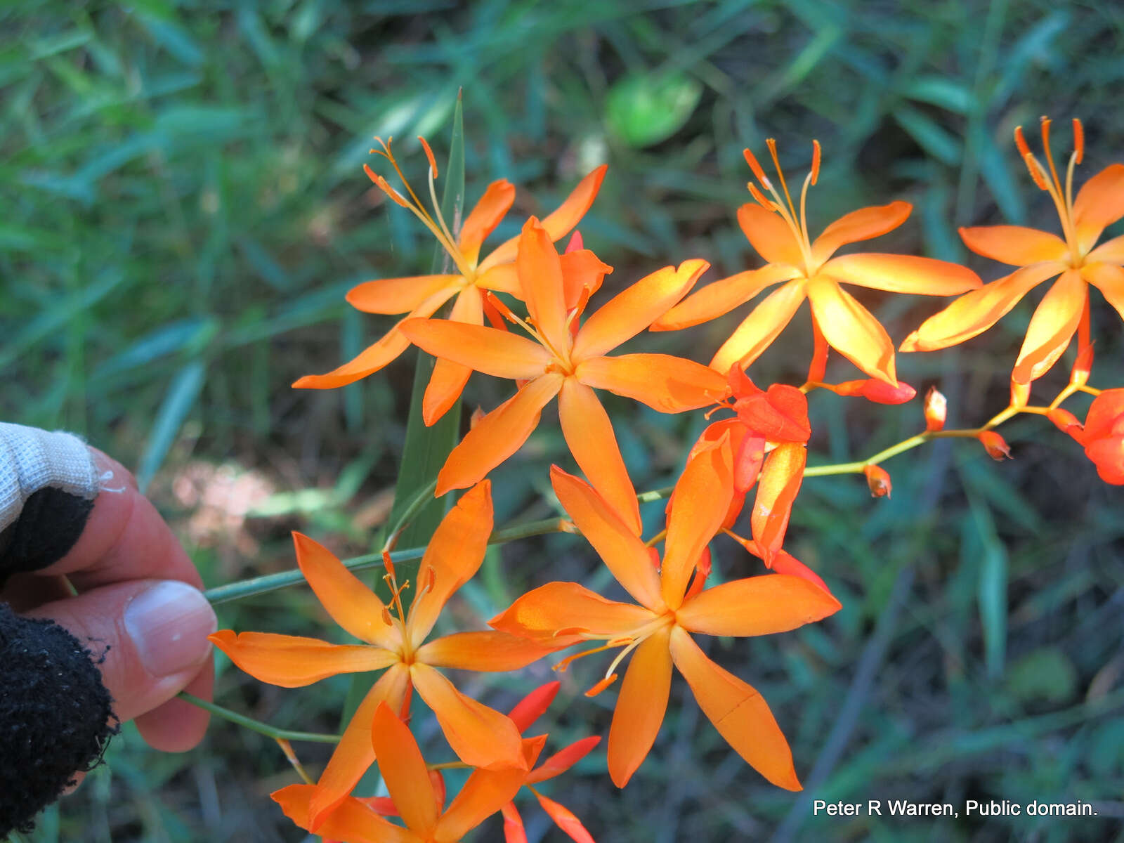 صورة Crocosmia aurea subsp. aurea