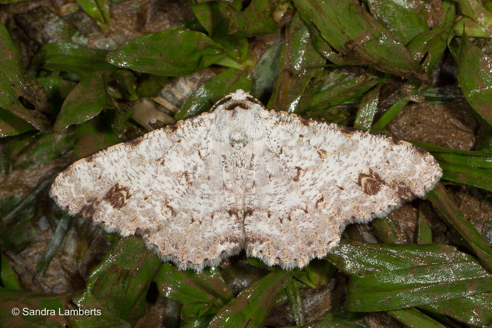 Image of Lassaba acribomena (Prout 1928)