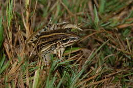 Слика од Leptodactylus gracilis (Duméril & Bibron 1840)