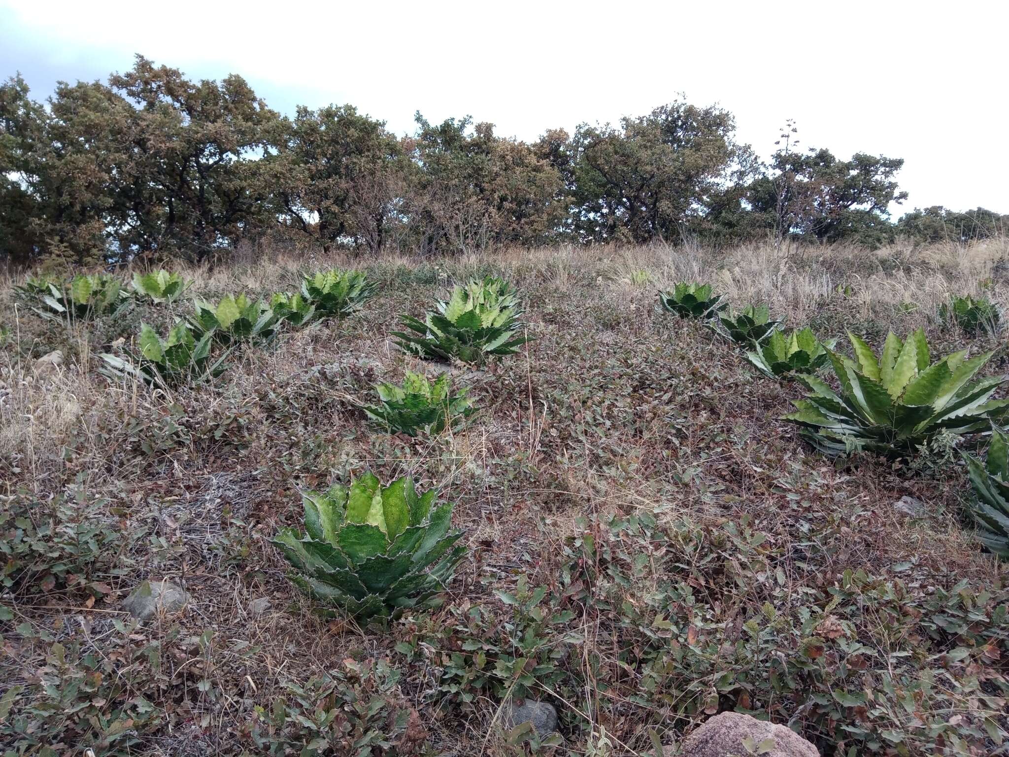 Image of Agave cupreata Trel. & A. Berger