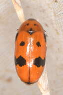 Image of <i>Clytra atraphaxidis</i>