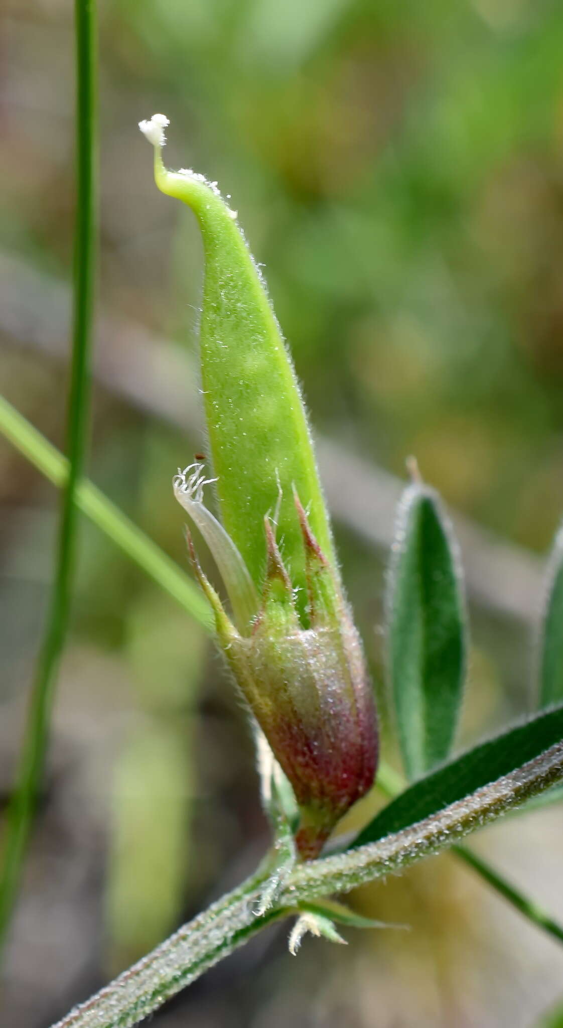 Image of subterranean vetch