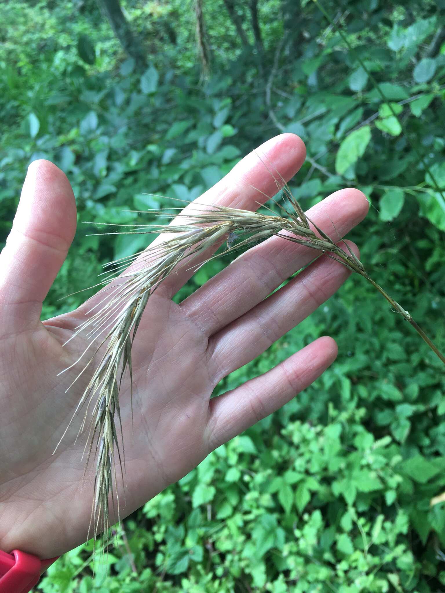 Elymus californicus (Bol. ex Thurb.) Gould的圖片