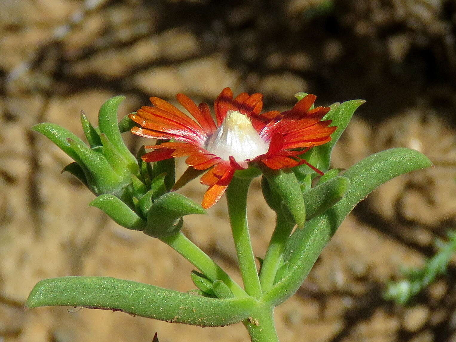 Imagem de Delosperma multiflorum L. Bol.