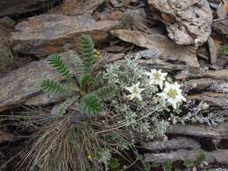 Image of Leontopodium microphyllum Hayata