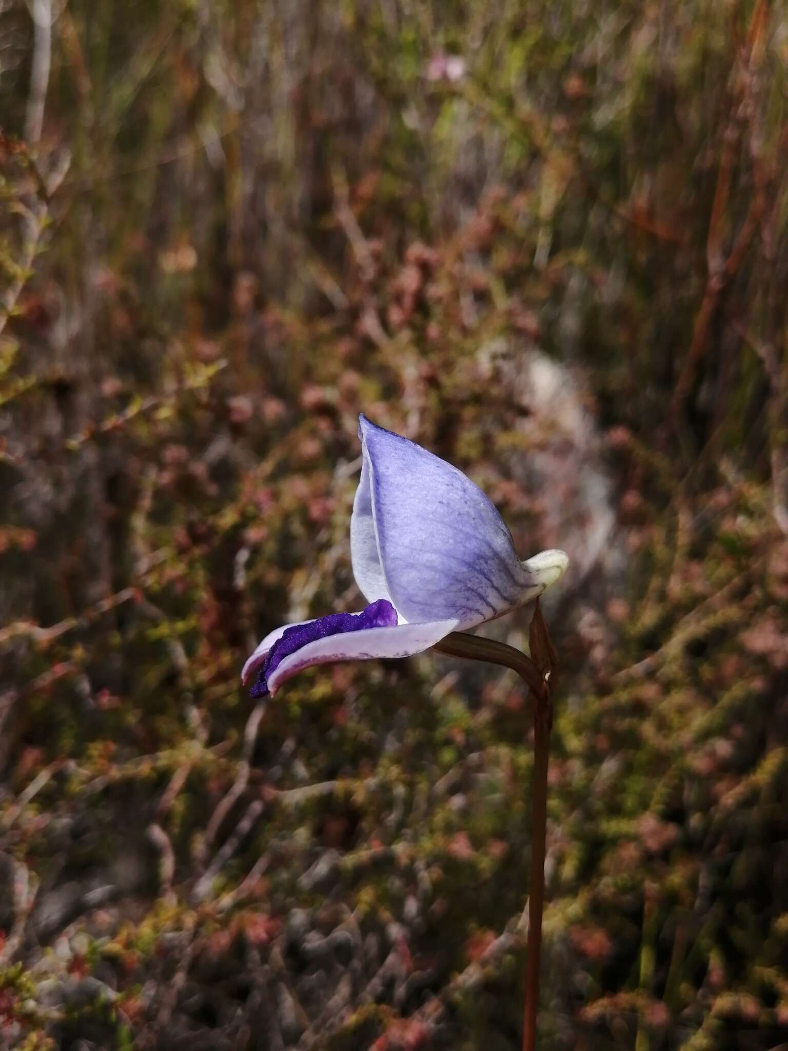 Image of Early blue Disa