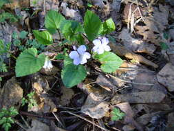 Image of Selkirk's violet