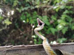 Image of Leptophis coeruleodorsus Oliver 1942