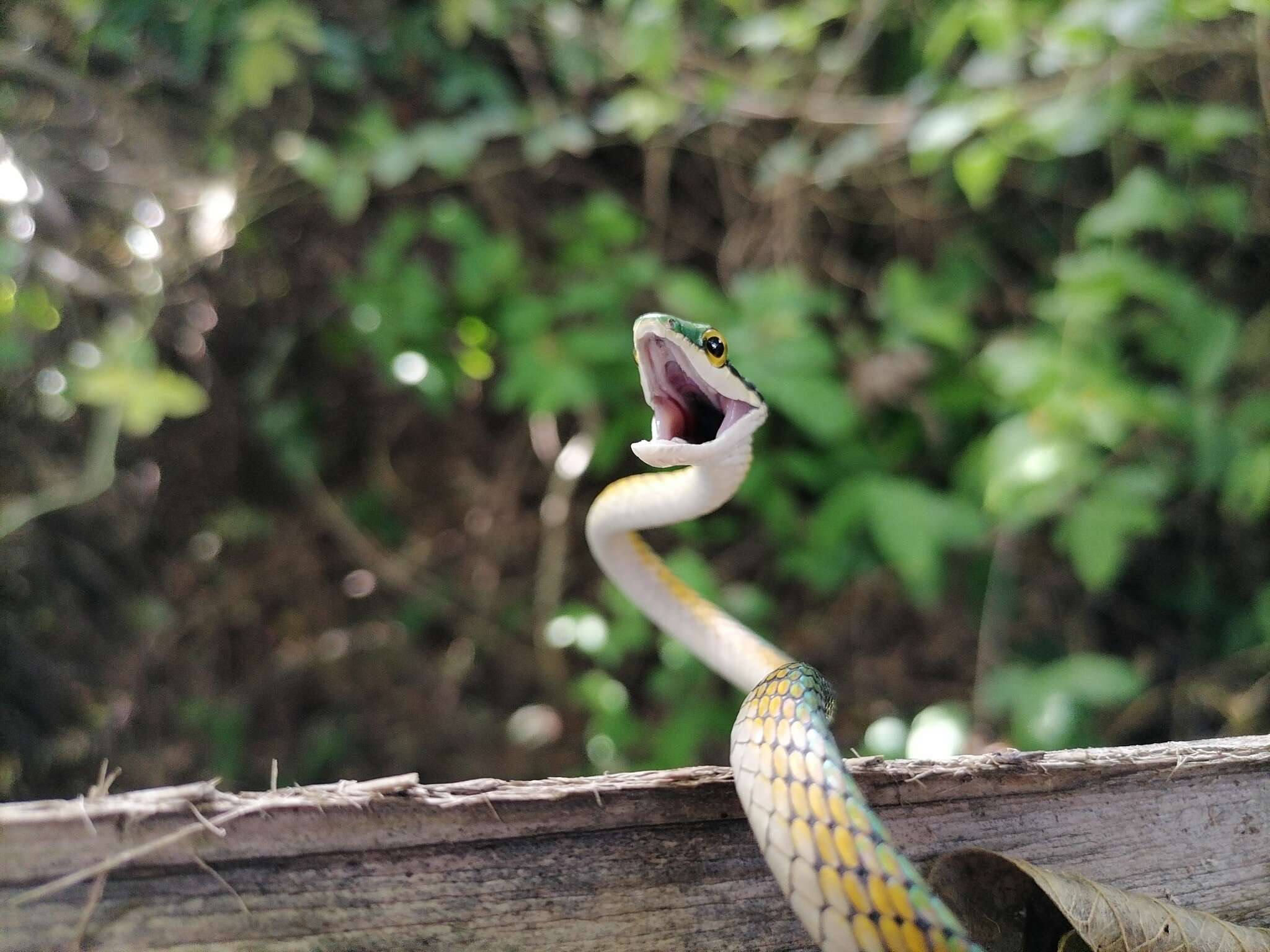 Image of Leptophis coeruleodorsus Oliver 1942