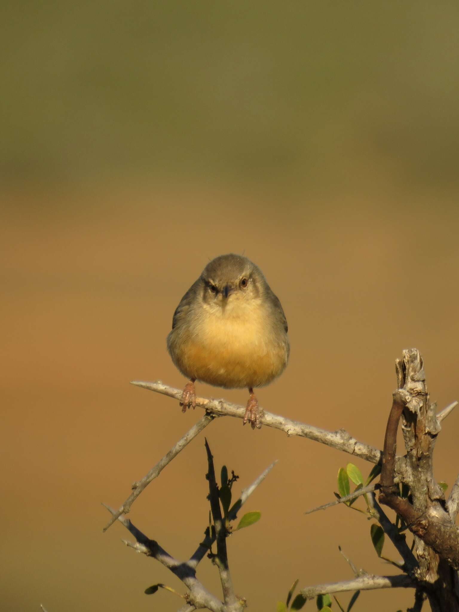 Sylvietta rufescens rufescens (Vieillot 1817)的圖片