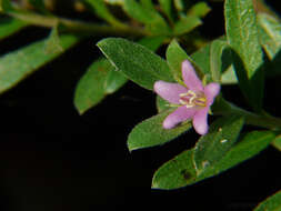 Image of Ehretia aquatica (Lour.) Gottschling & Hilger