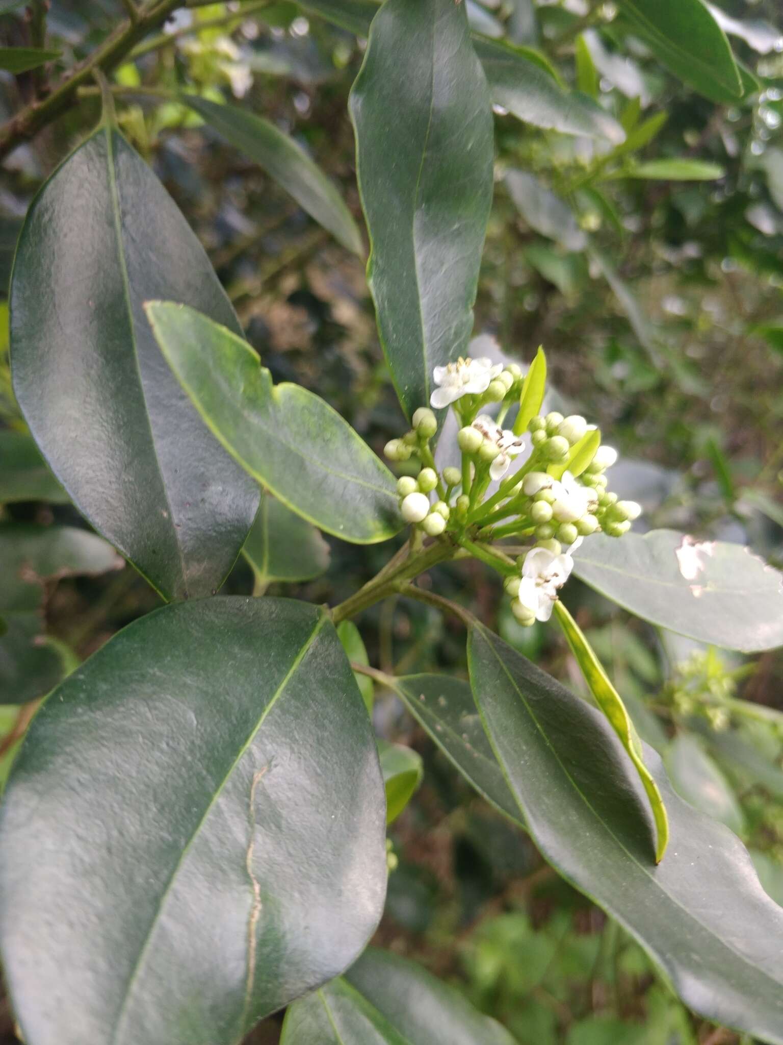 Image of Ilex canariensis subsp. azevinho (Sol. ex Lowe) G. Kunkel