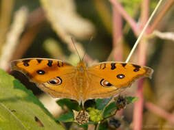 Imagem de Junonia almana Linnaeus 1758