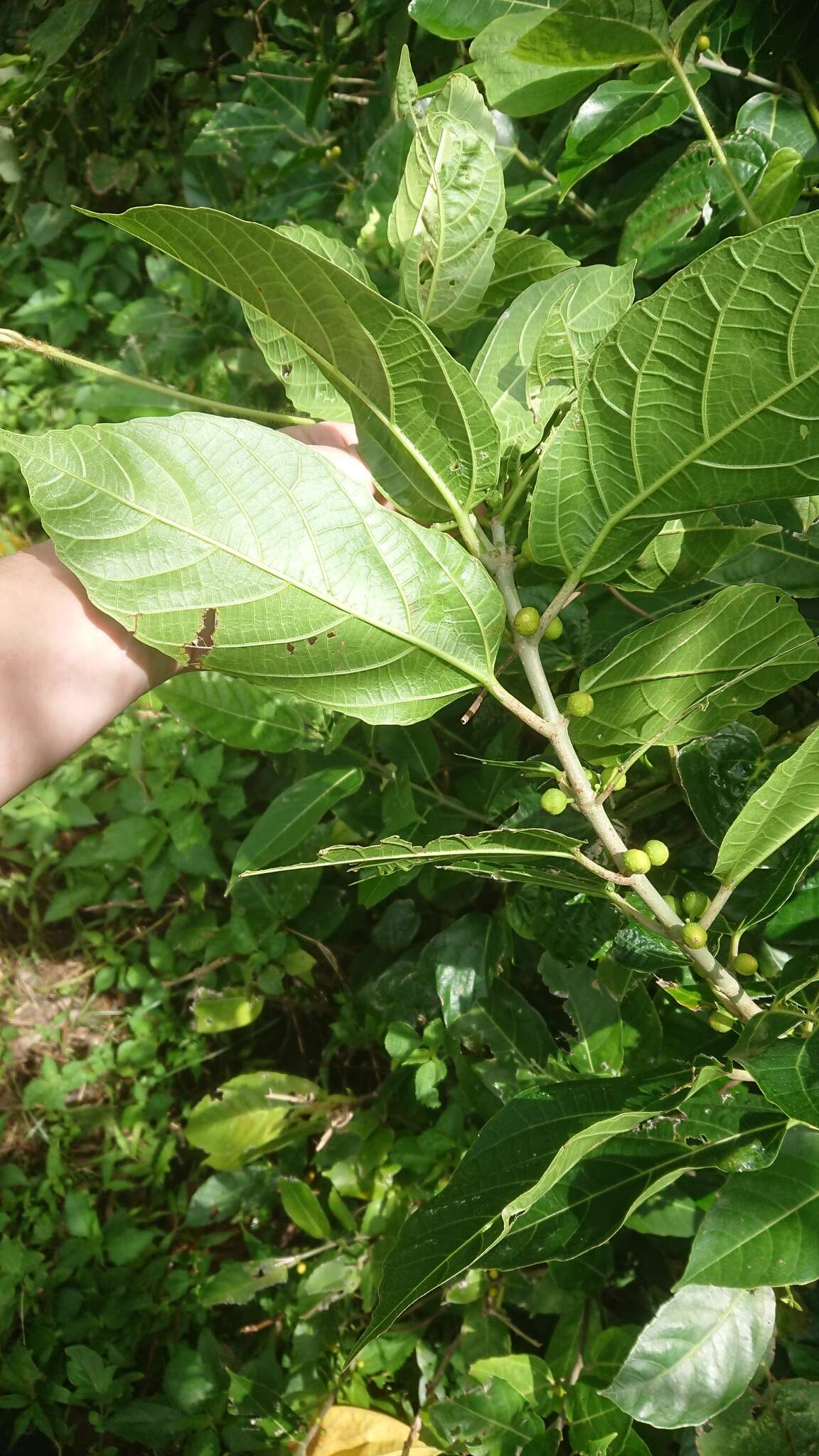 Image of Ficus cumingii Miq.