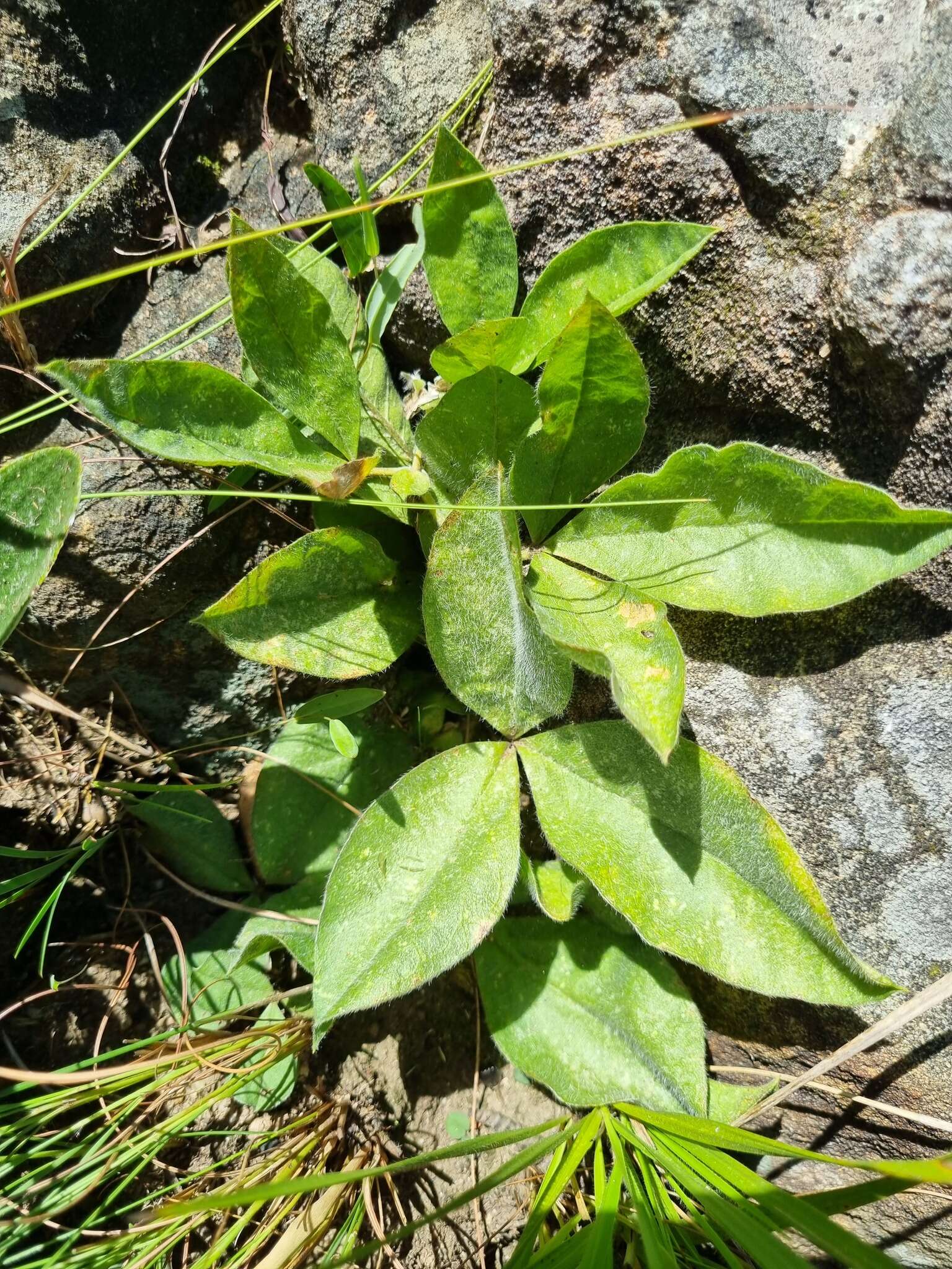 Image of Pearsonia grandifolia subsp. grandifolia