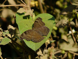 Image of chocolate pansy