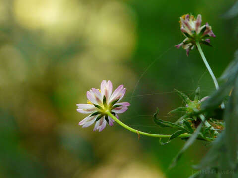 Image of wild cosmos