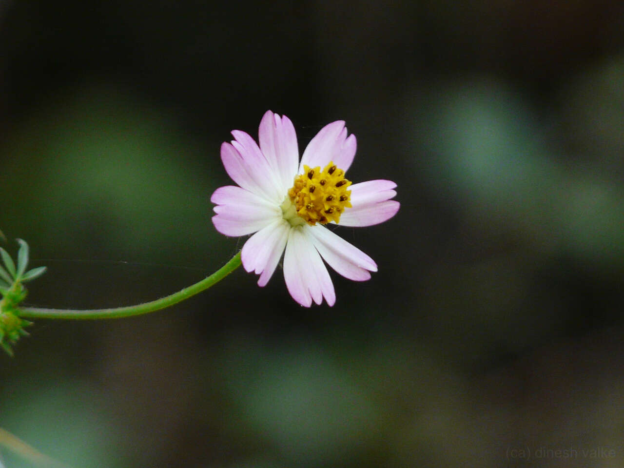 Image of wild cosmos