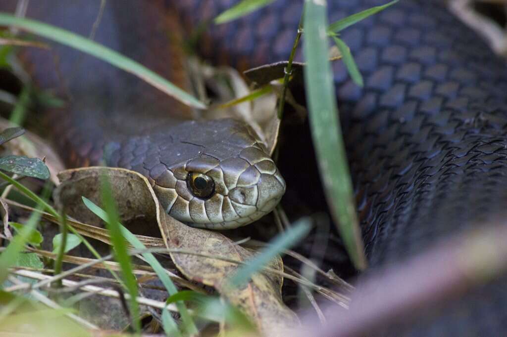 Image of Lowland copperhead