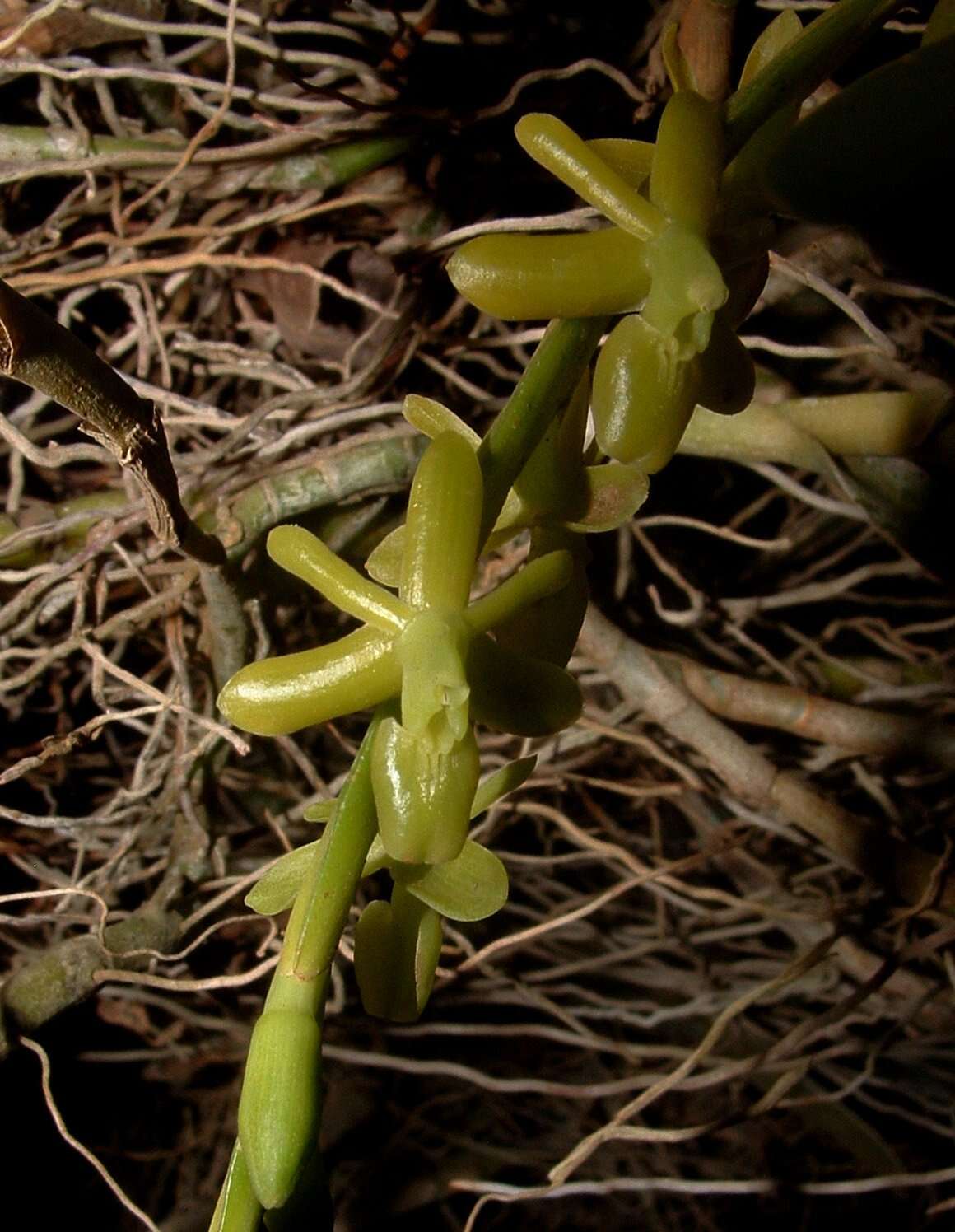 Image of Epidendrum cardiophorum Schltr.