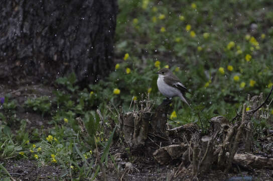 Ficedula hypoleuca sibirica (Khakhlov 1915) resmi