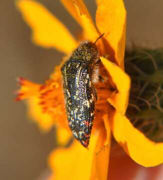 Image of Acmaeodera mudgei Westcott 2002