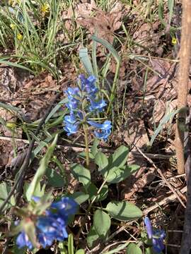 Image of Corydalis fumariifolia subsp. azurea Lidén & H. Zetterlund