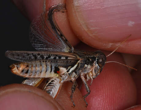 Image de Melanoplus devastator Scudder & S. H. 1878