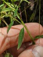 Image of mountain clarkia