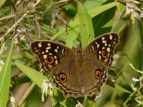 Image of Junonia lemonias Linnaeus 1758