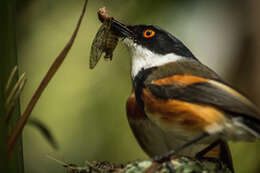 Image of Batis capensis capensis (Linnaeus 1766)