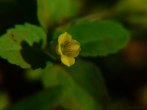 Mecardonia procumbens (Mill.) Small resmi