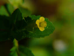 Mecardonia procumbens (Mill.) Small resmi